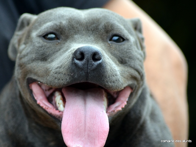 Publication : du domaine des Alunts Auteur : lavigne