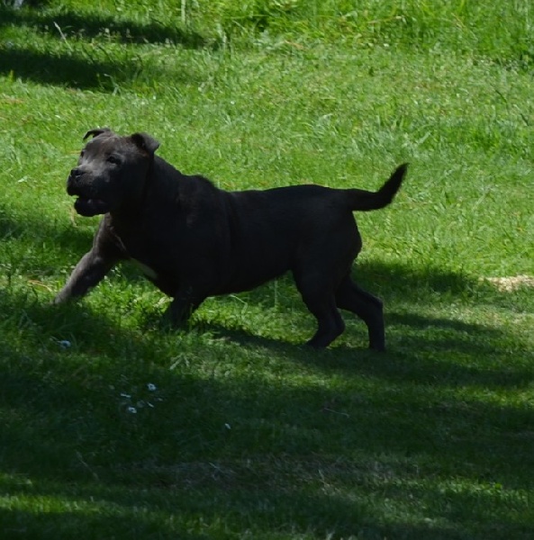 Publication : du domaine des Alunts Auteur : lavigne