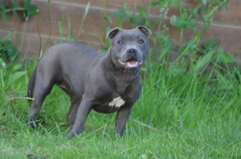 Publication : du domaine des Alunts Auteur : lavigne