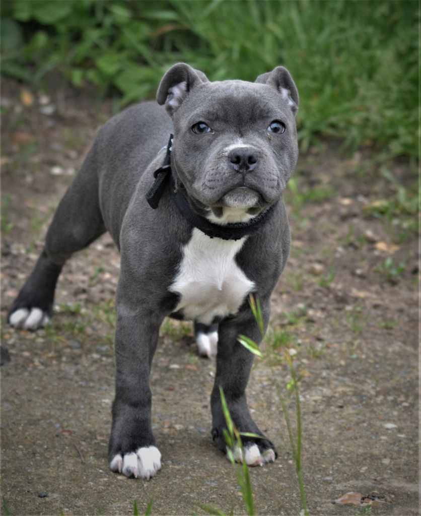 Accueil Elevage du domaine des Alunts eleveur de Staffordshire Bull Terrier bleu et
