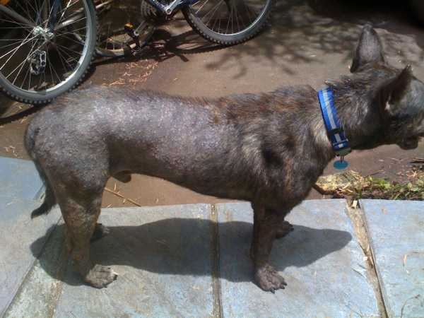 Accueil Elevage Du Domaine Des Alunts Eleveur De Staffordshire Bull Terrier Bleu Et Bouledogue Francais