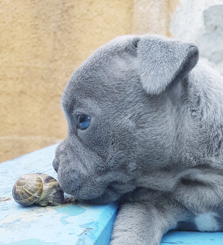 Accueil Elevage Du Domaine Des Alunts Eleveur De Staffordshire Bull Terrier Bleu Et Bouledogue Francais