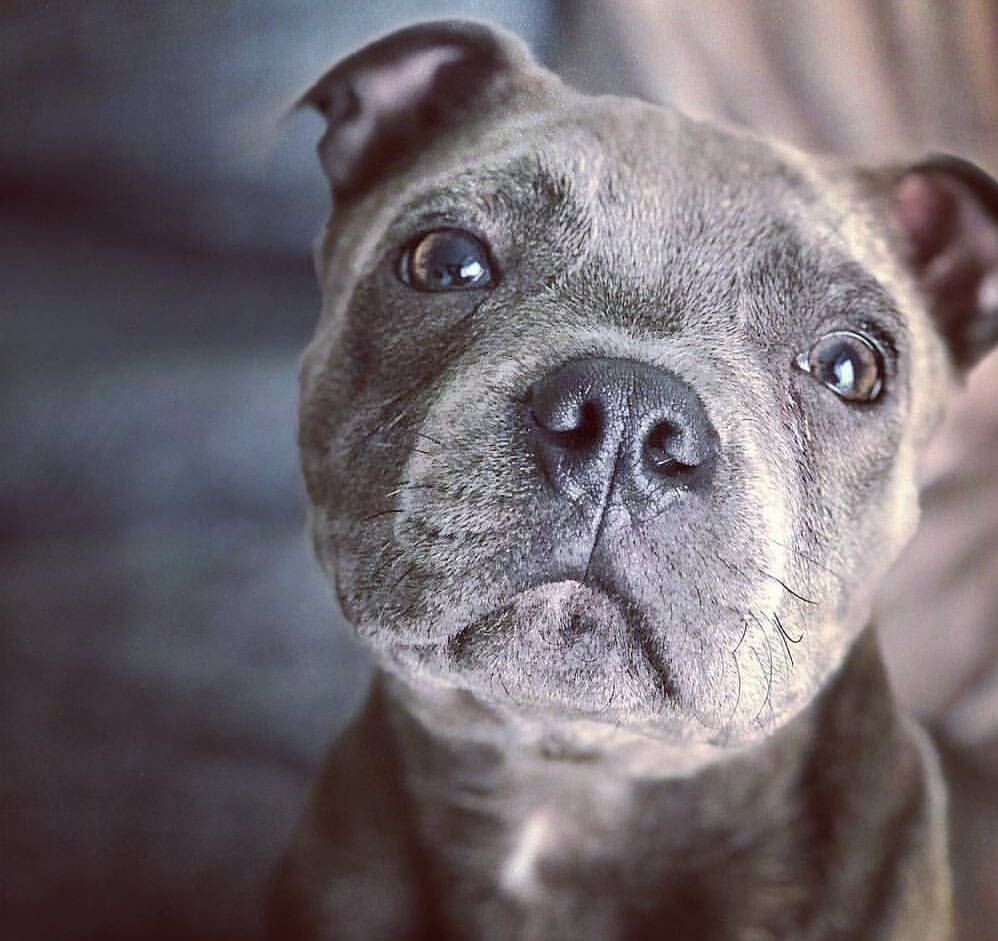 Accueil Elevage du domaine des Alunts eleveur de Staffordshire Bull Terrier bleu et