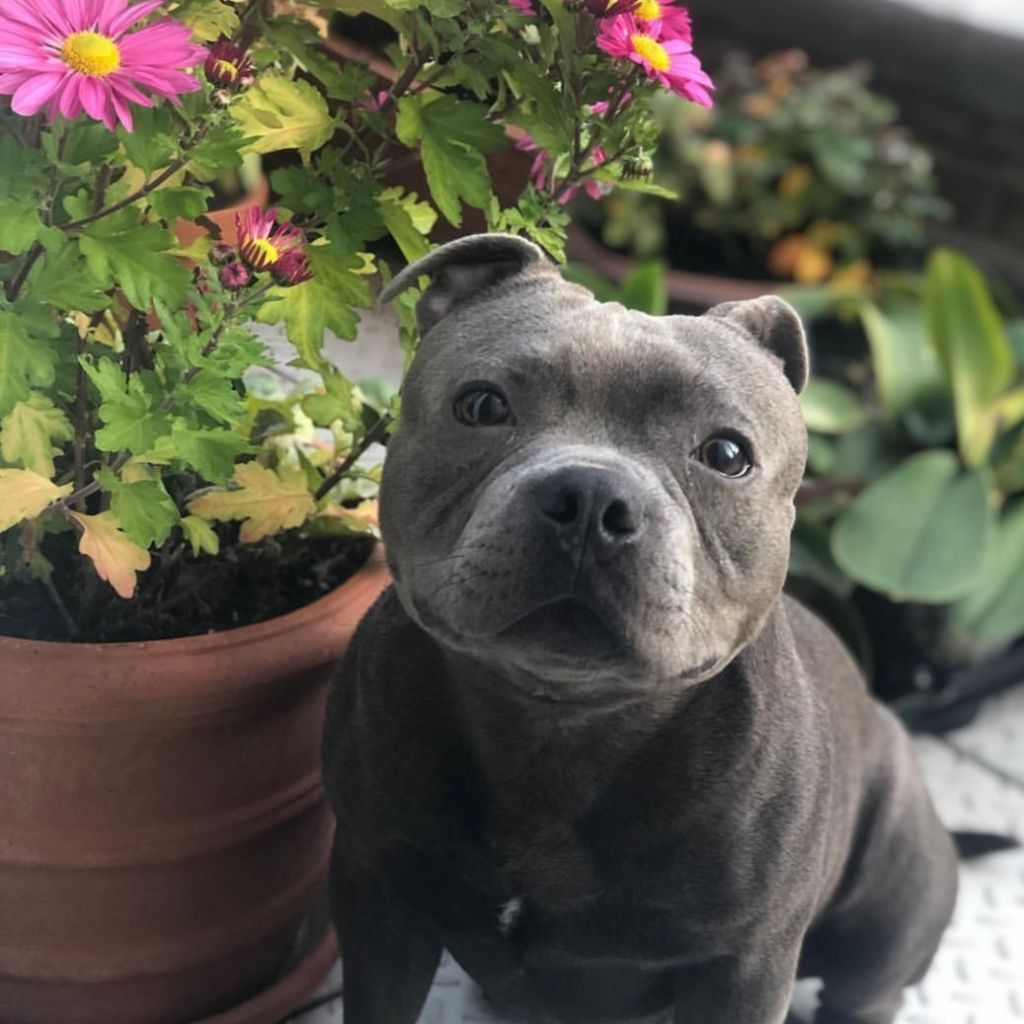 Accueil Elevage du domaine des Alunts eleveur de Staffordshire Bull Terrier bleu et