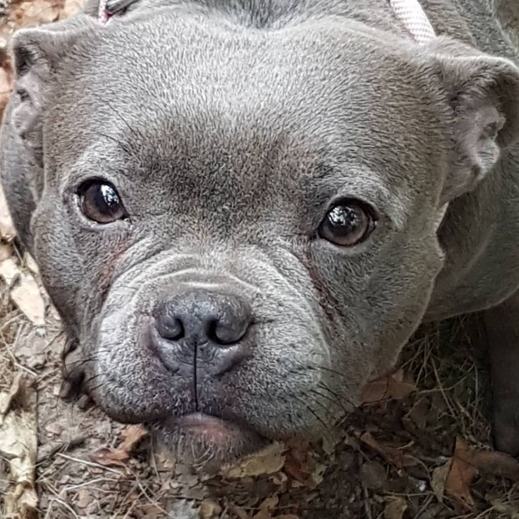 Accueil Elevage du domaine des Alunts eleveur de Staffordshire Bull Terrier bleu et