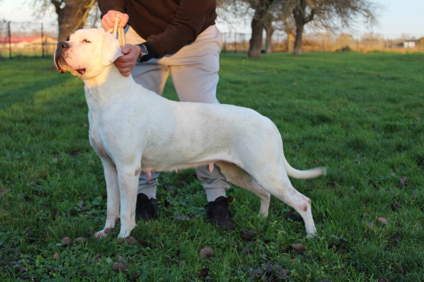 Priska del Camino Del Oro Blanco