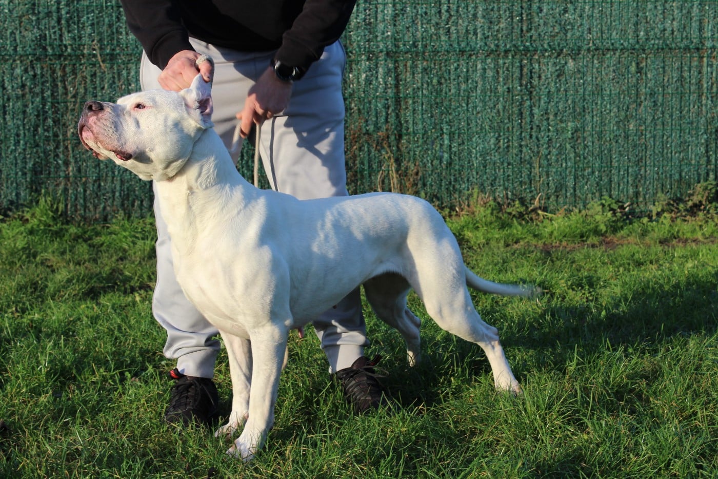 CH. Urkane del Camino Del Oro Blanco