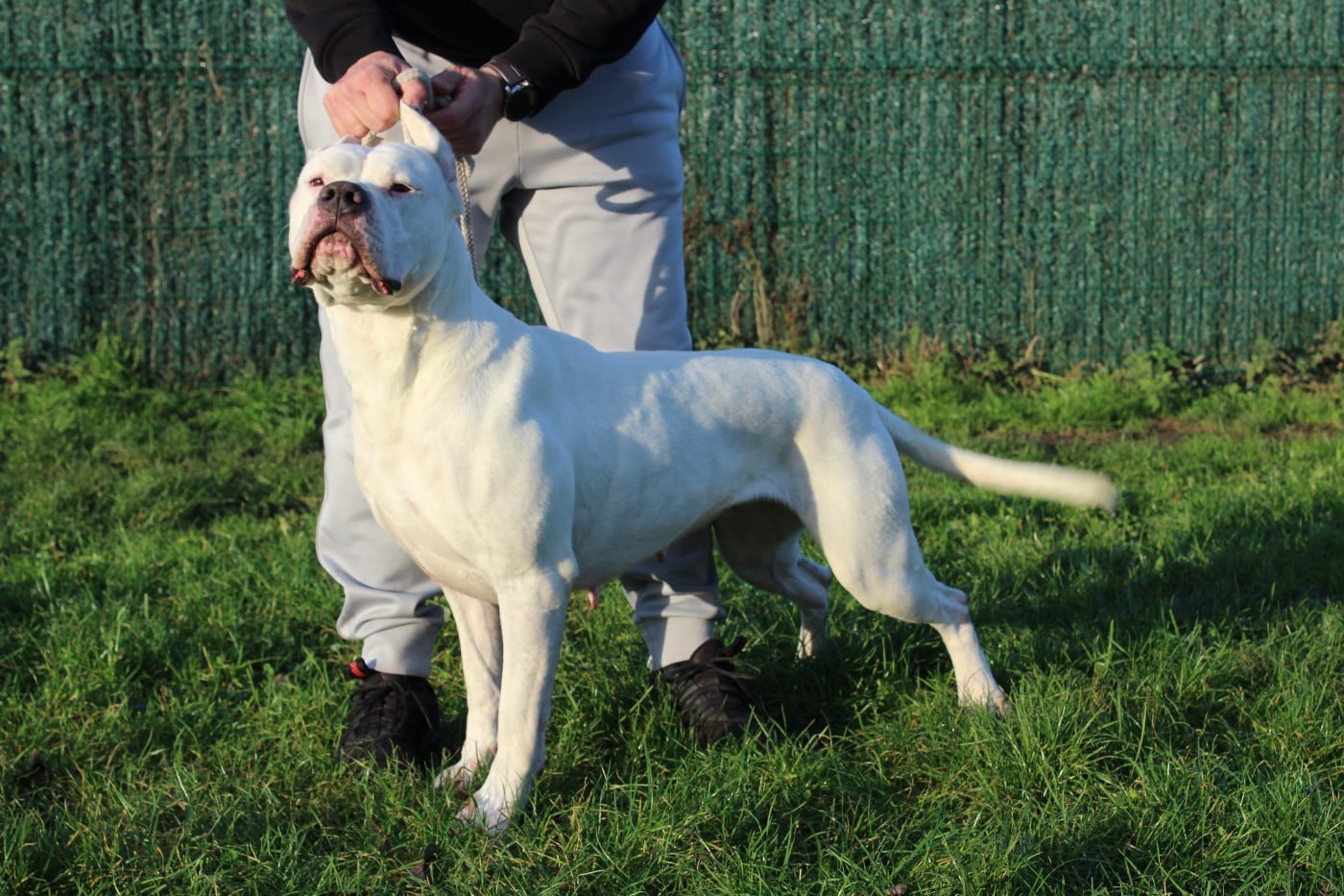 CH. Urkane del Camino Del Oro Blanco