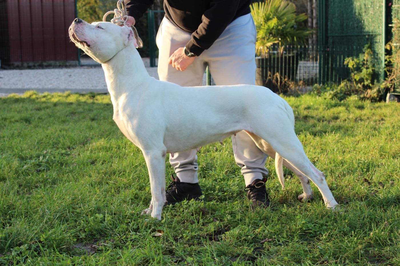CH. Vénus del Camino Del Oro Blanco
