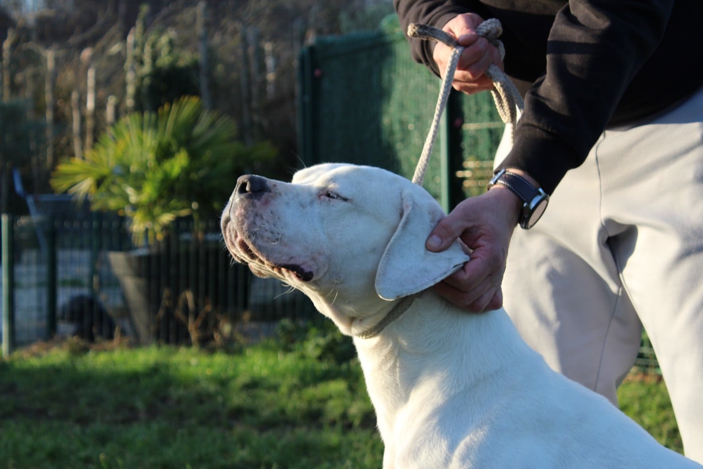 CH. Vénus del Camino Del Oro Blanco