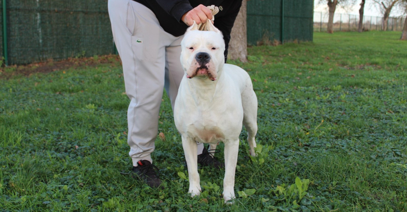 CH. Thena del Camino Del Oro Blanco