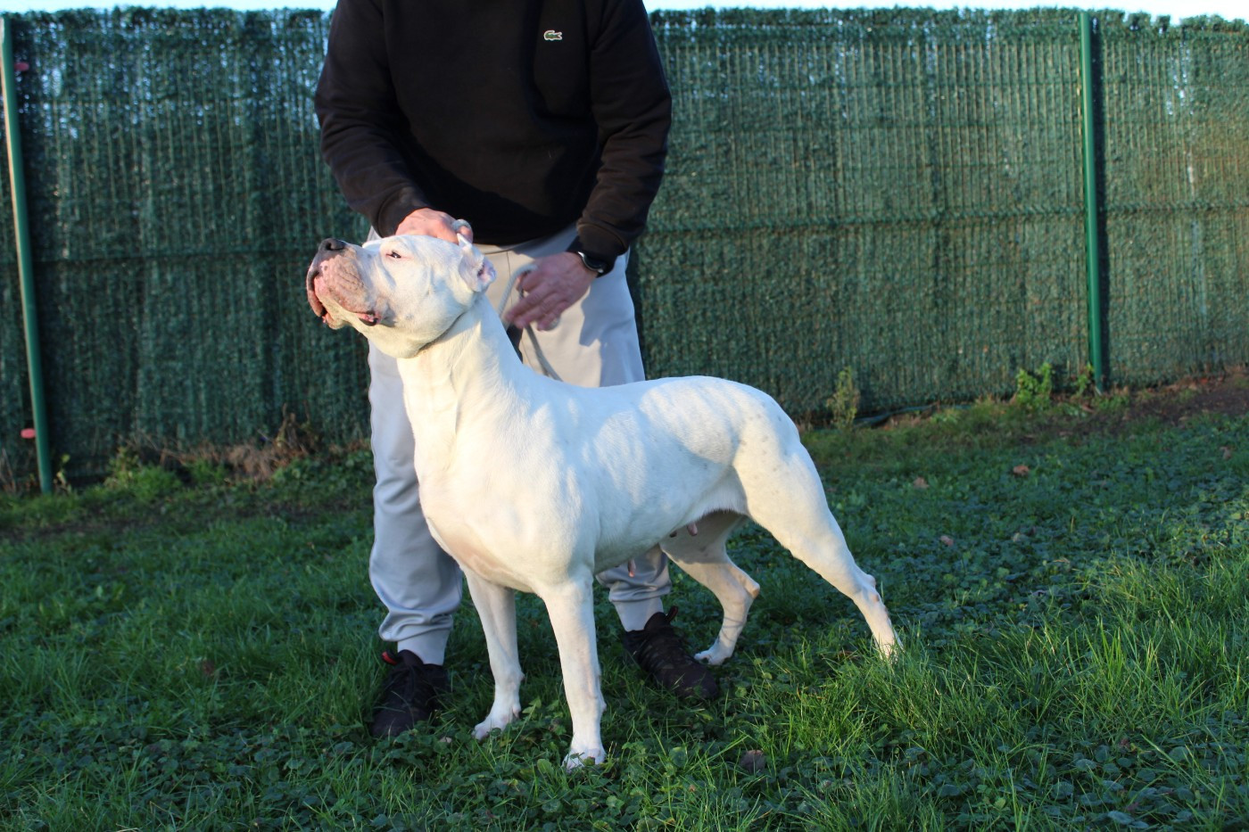 CH. Thena del Camino Del Oro Blanco