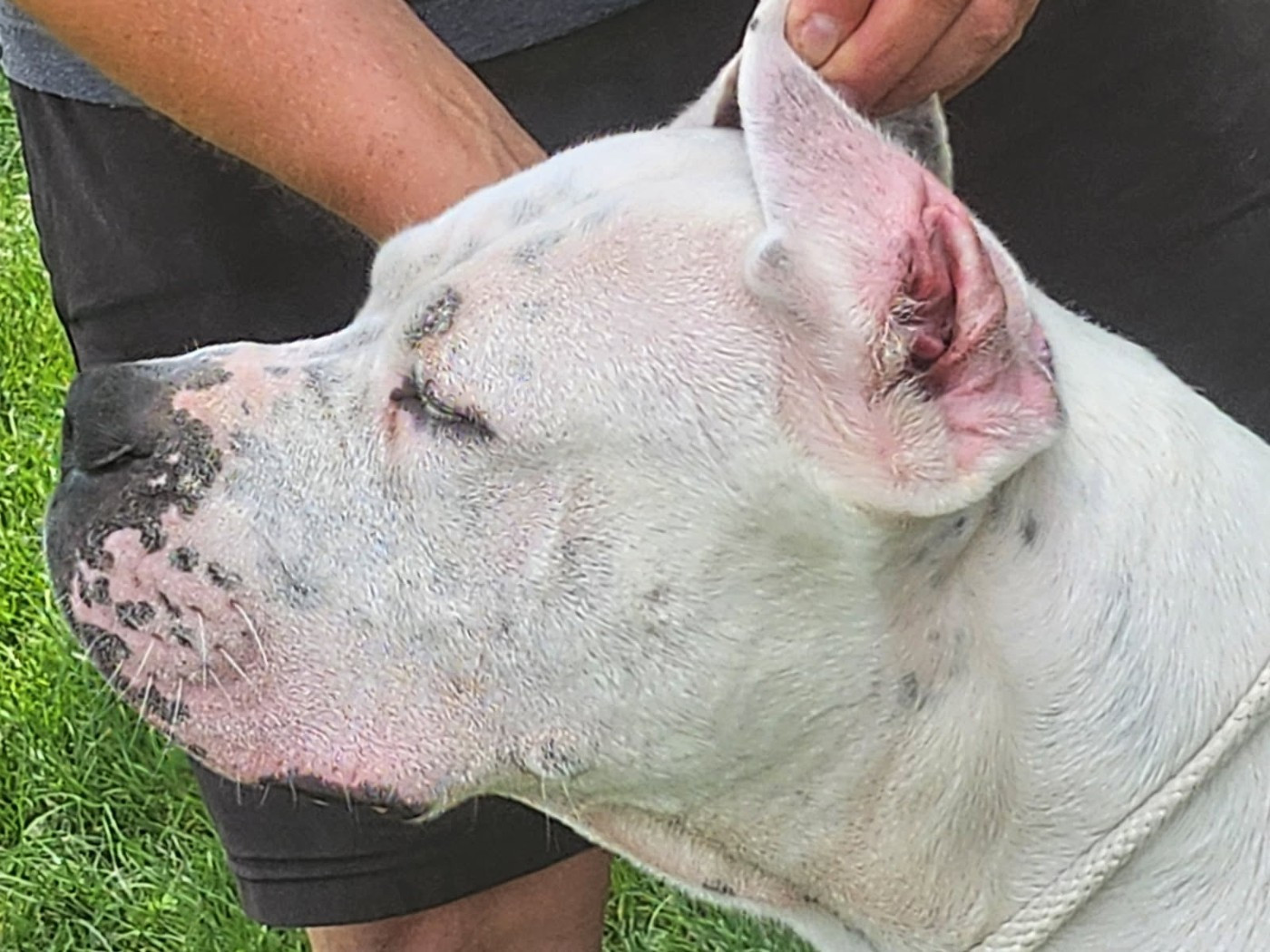 Publication : del Camino Del Oro Blanco