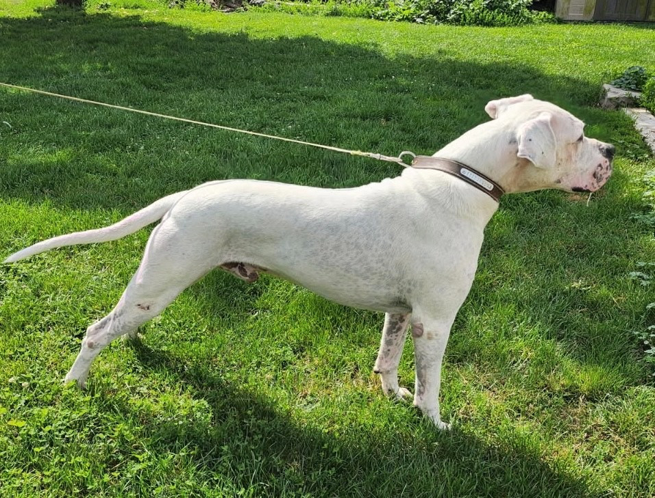 Publication : del Camino Del Oro Blanco