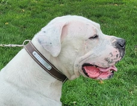 Publication : del Camino Del Oro Blanco