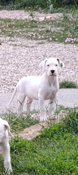Chiot N°3
