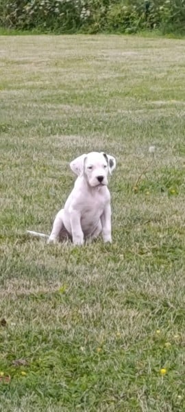 Chiot N°3