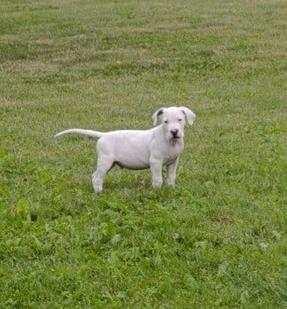 Les chiots de Dogo Argentino