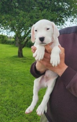 Les chiots de Dogo Argentino
