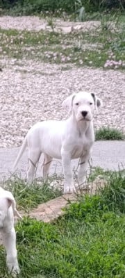 Les chiots de Dogo Argentino
