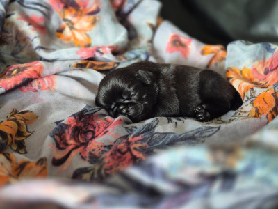 Les chiots de Carlin