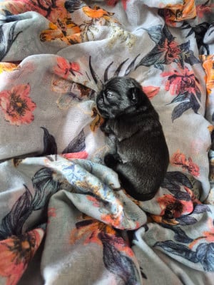 Les chiots de Carlin
