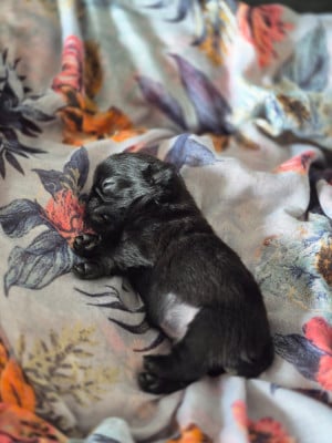 Les chiots de Carlin