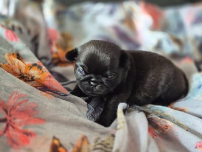Les chiots de Carlin