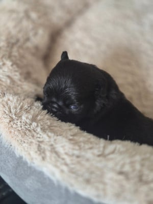 Les chiots de Carlin