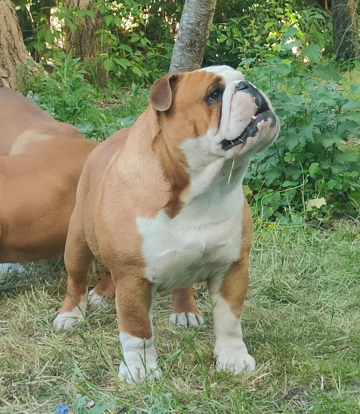 CH. Tod's Bulldogs Umberto