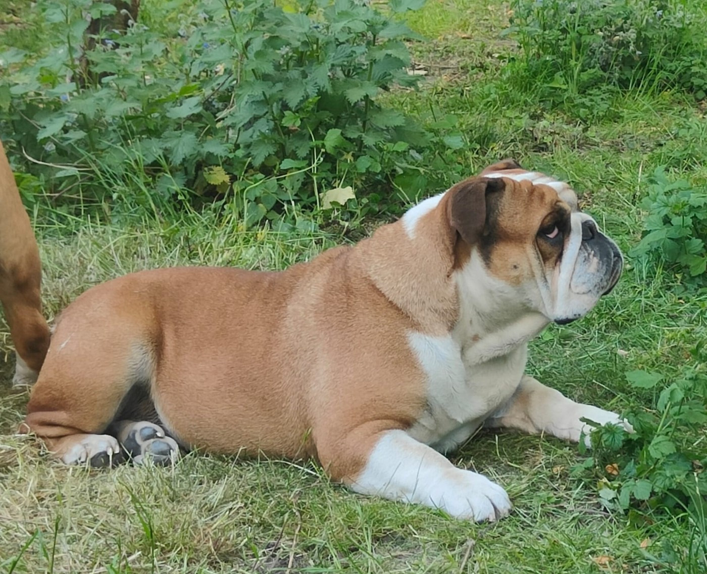 CH. Tod's Bulldogs Urania