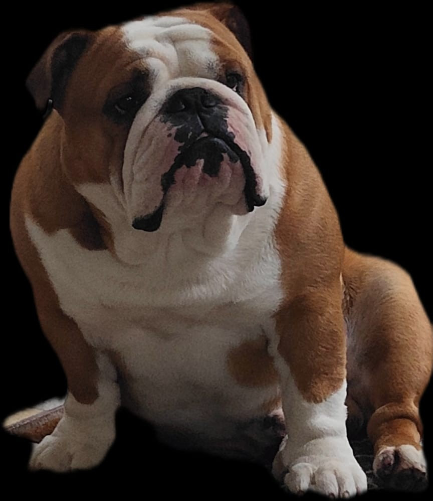 CH. Tod's Bulldogs Umberto
