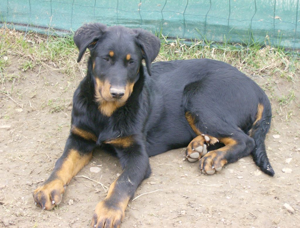 Fargas des bergers du Vent