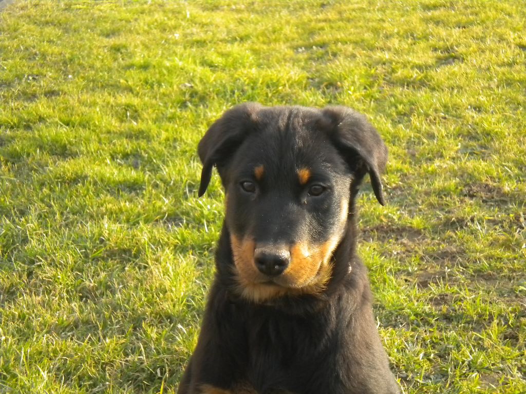 Fargas des bergers du Vent