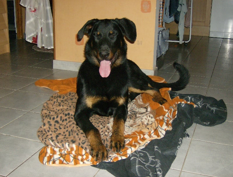 Dark des bergers du Vent