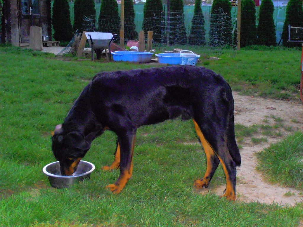 Fargas des bergers du Vent