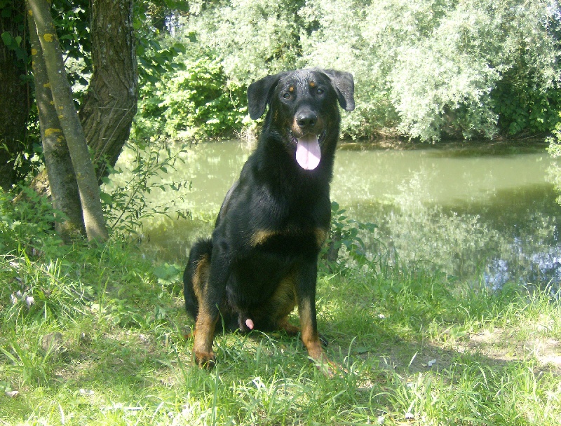 Dark des bergers du Vent