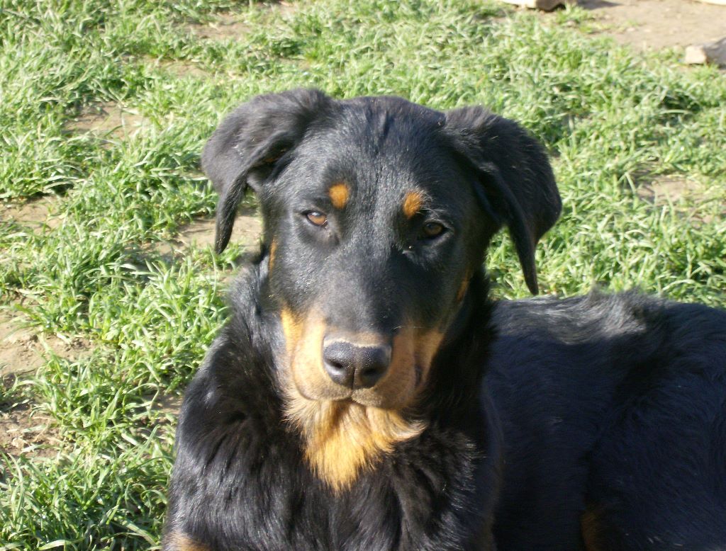 Fargas des bergers du Vent