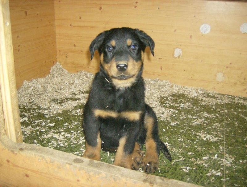 Fargas des bergers du Vent