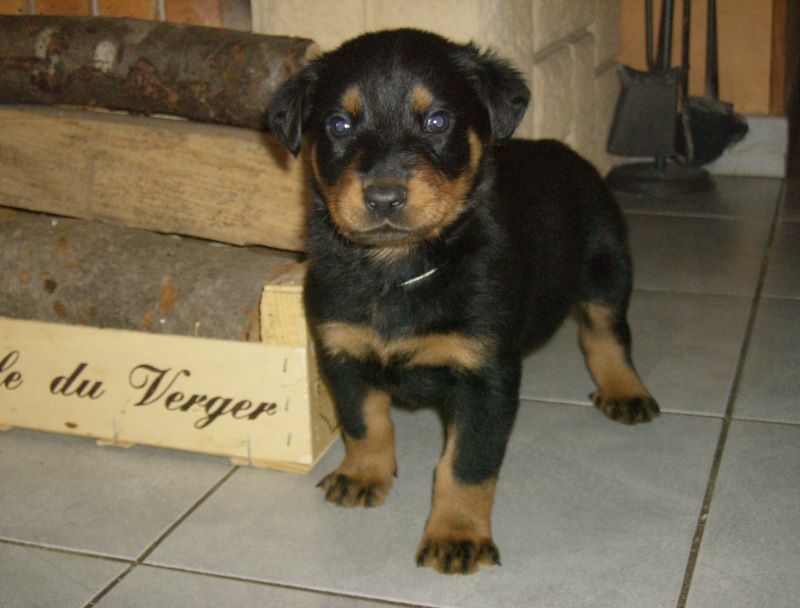 Fargas des bergers du Vent