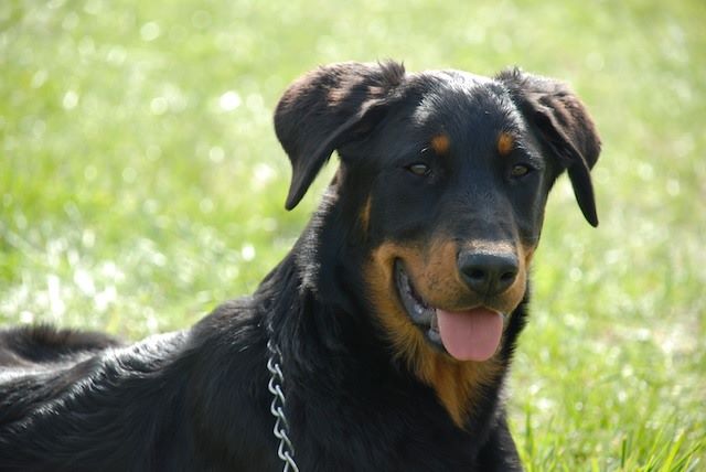 Fargas des bergers du Vent