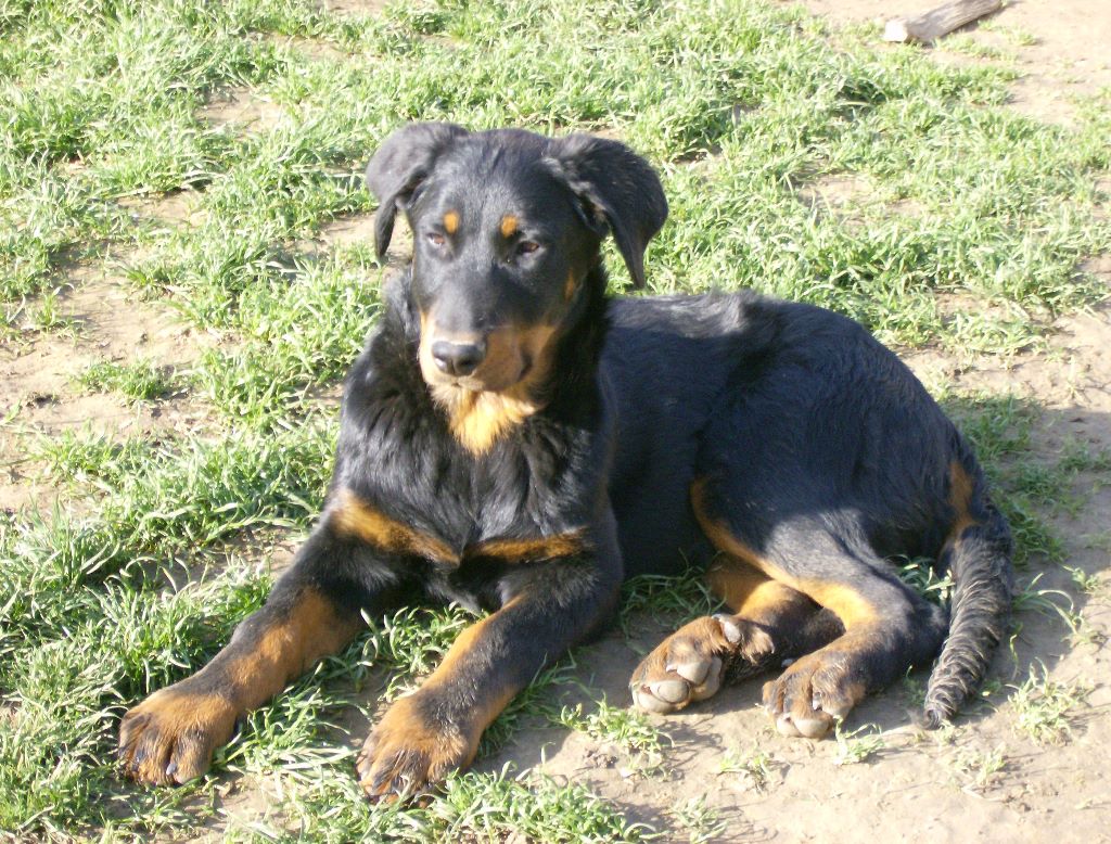 Fargas des bergers du Vent