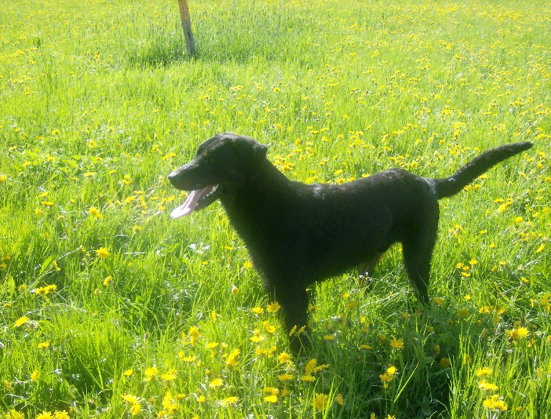 Dark des bergers du Vent