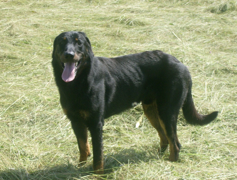 Dark des bergers du Vent