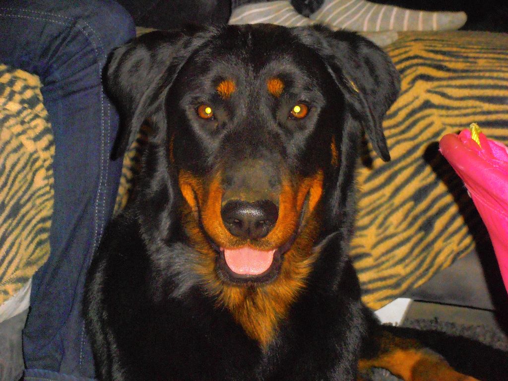 Fargas des bergers du Vent