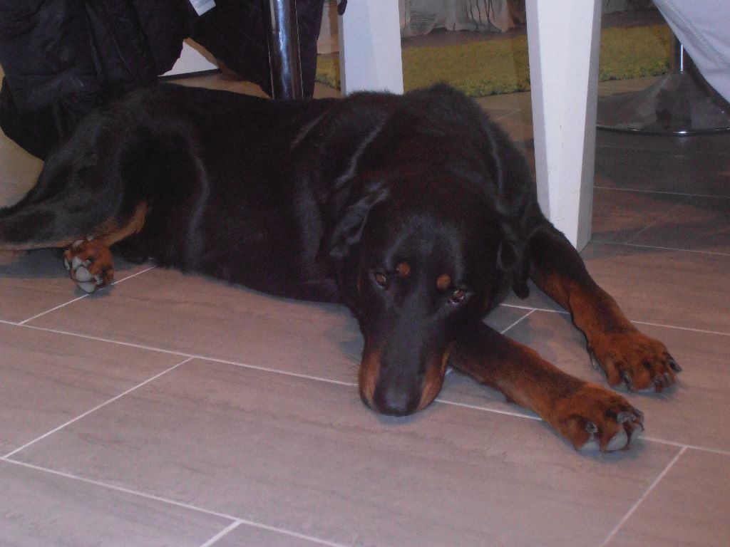 Fargas des bergers du Vent