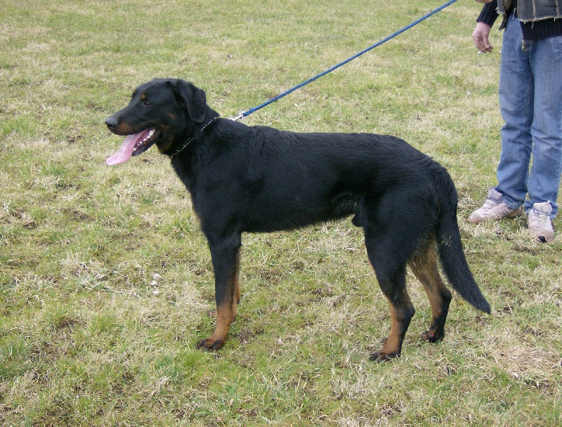 Dark des bergers du Vent