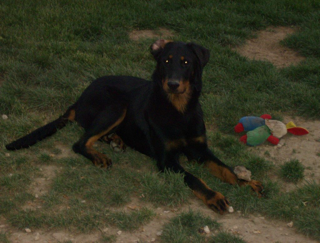 Fargas des bergers du Vent