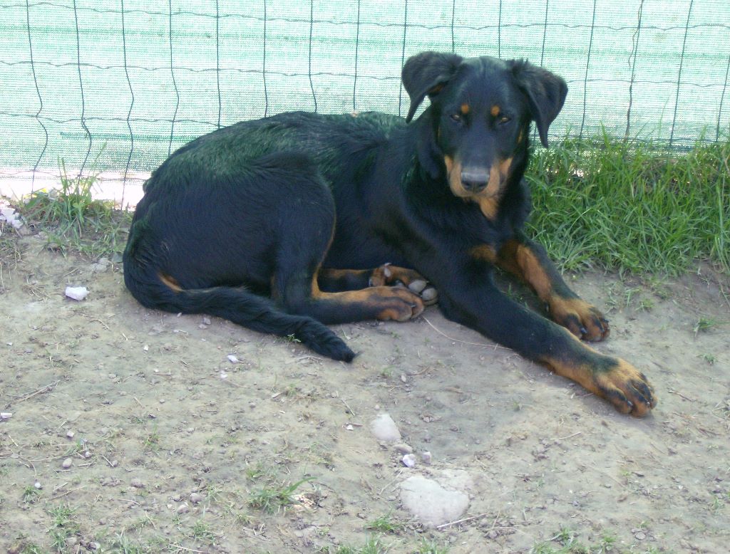 Fargas des bergers du Vent