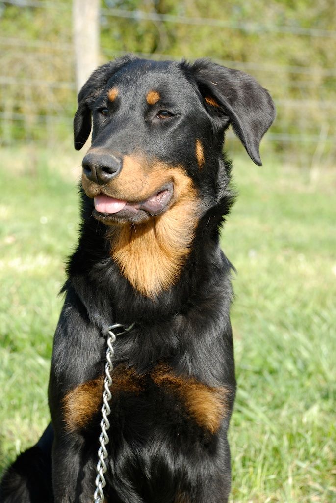 Fargas des bergers du Vent